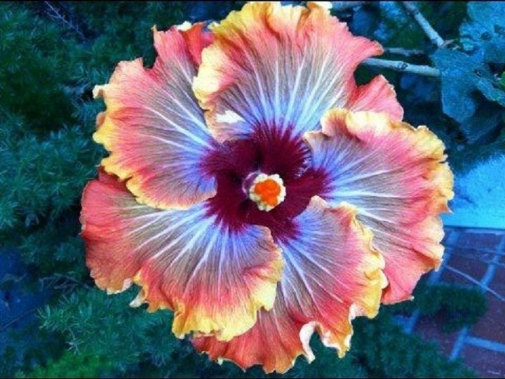 flor1