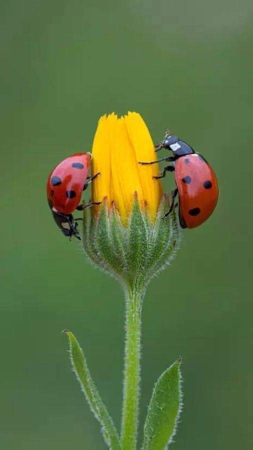 LBug