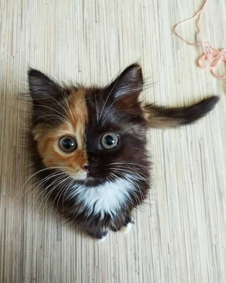 catlove