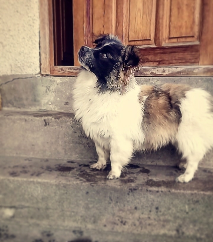 Dog❤️