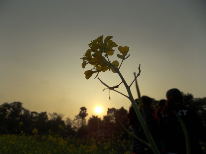 mustard flower