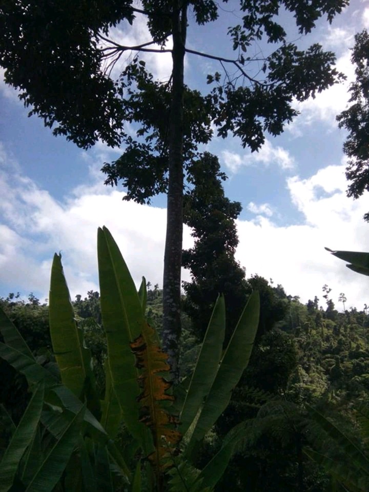 banana tree