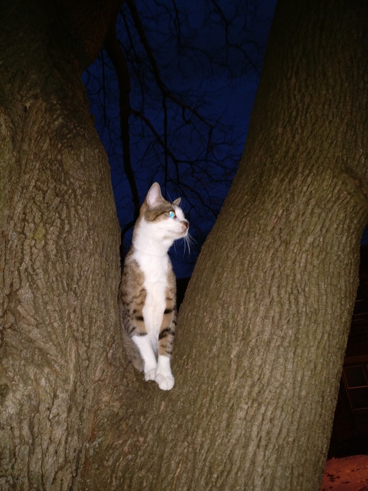 Tree life