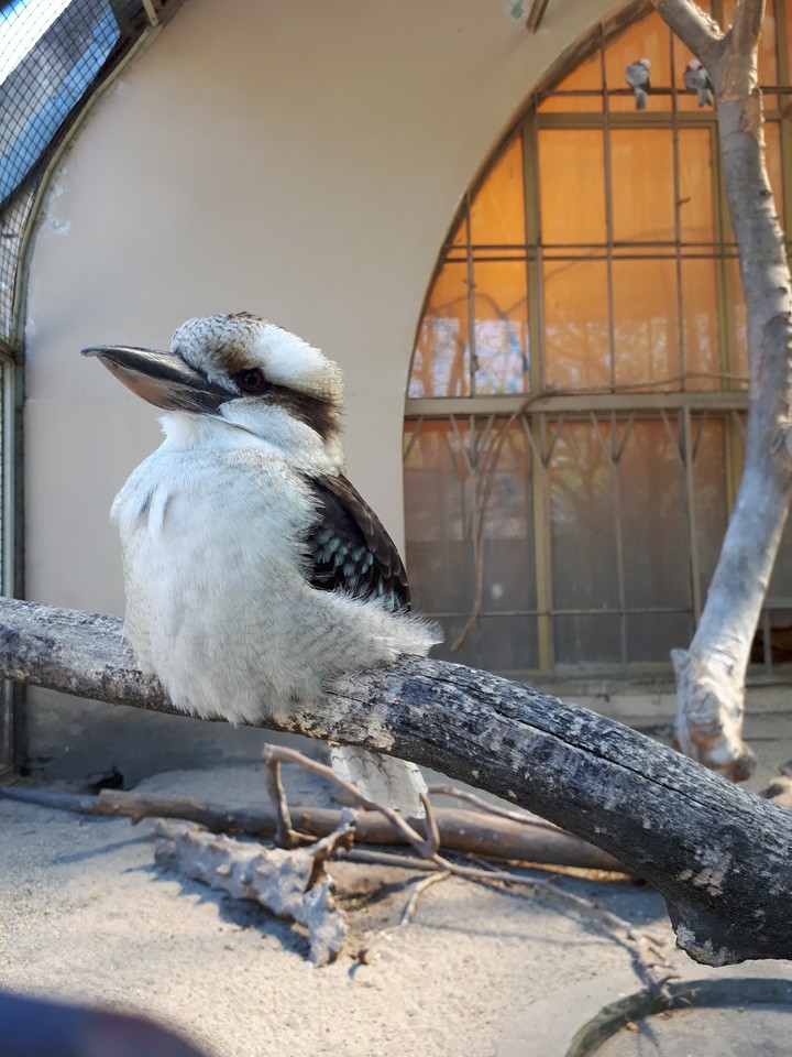 laughing kookaburra