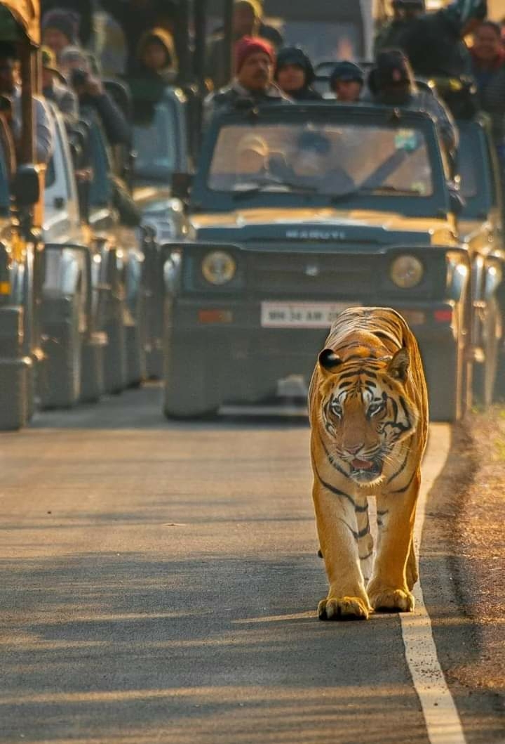 Bandhavgarh National Park