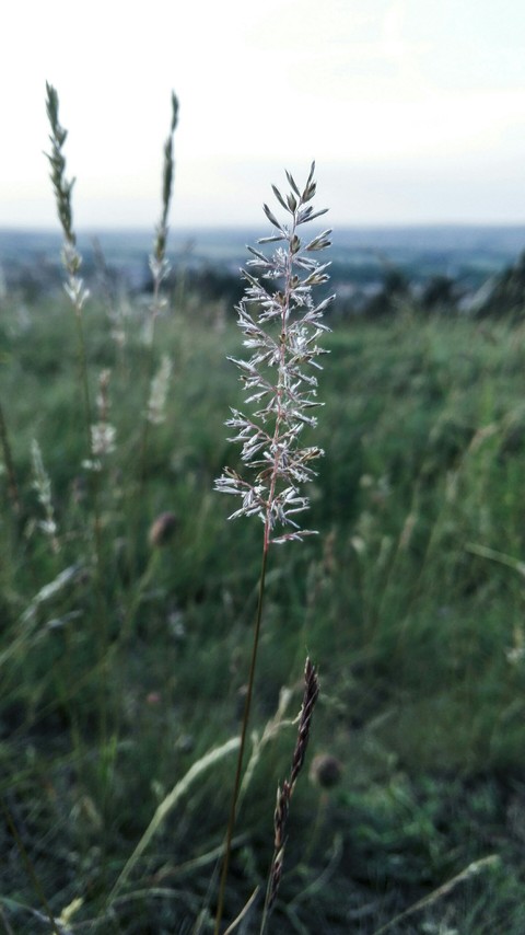 Grassy
