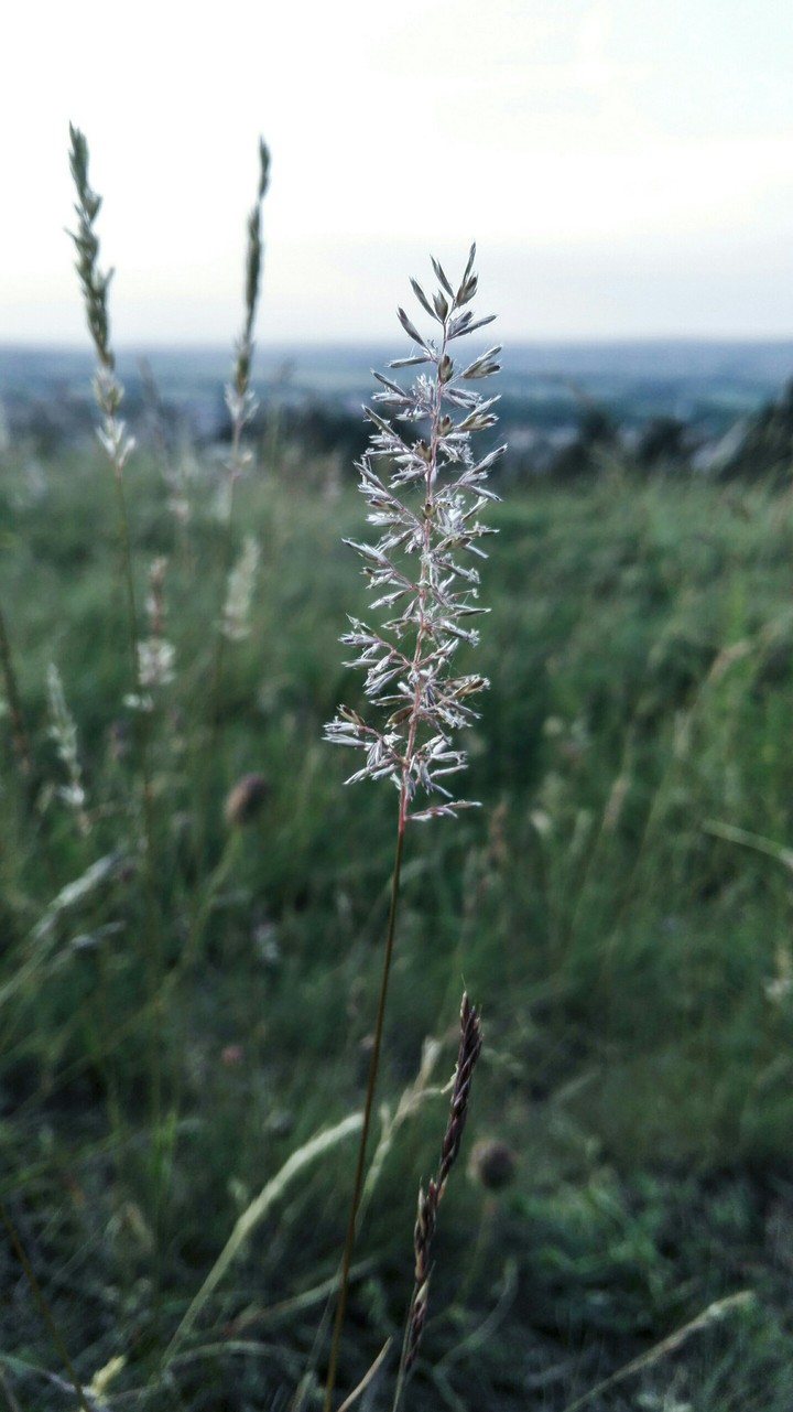 Grassy