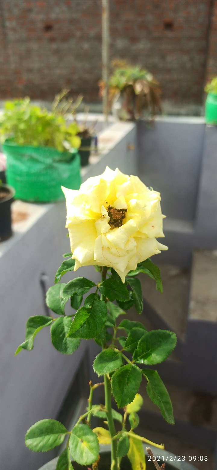 yellow