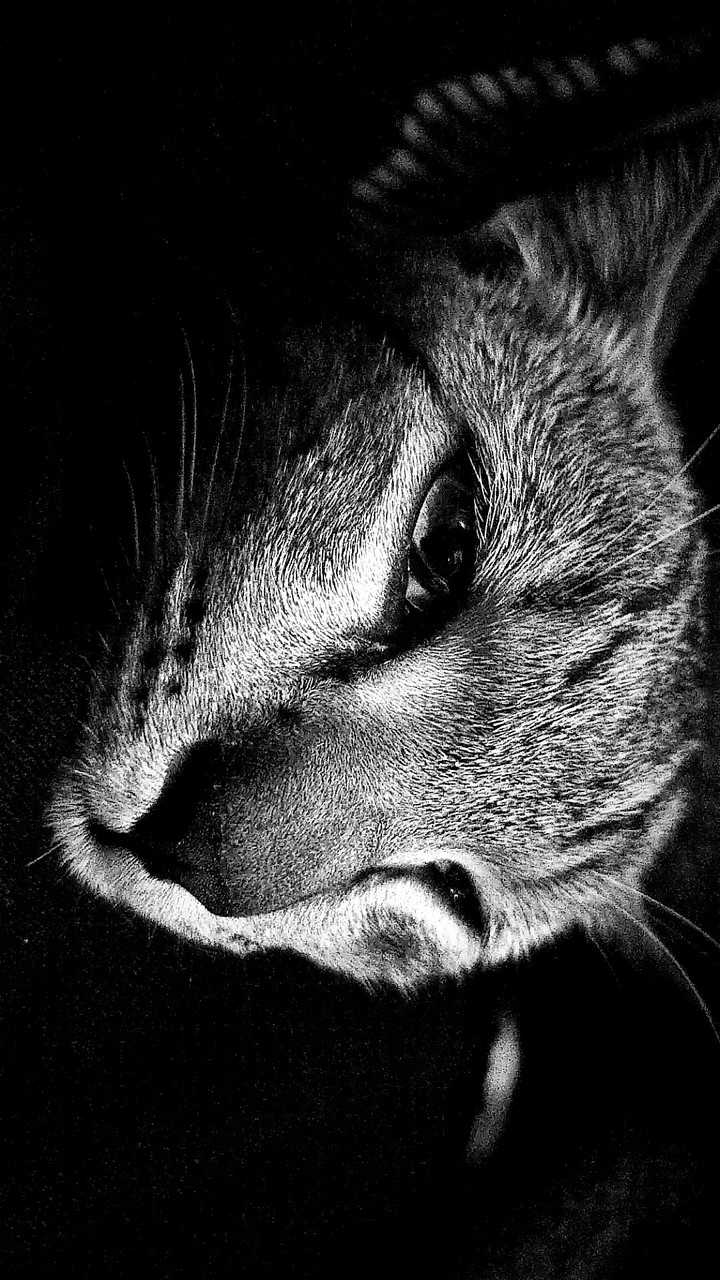 KITTY