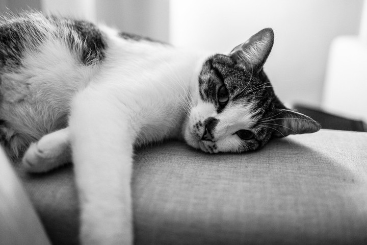cat