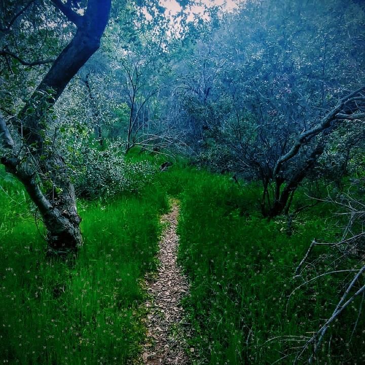Fairy Trail