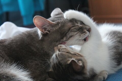 Cats