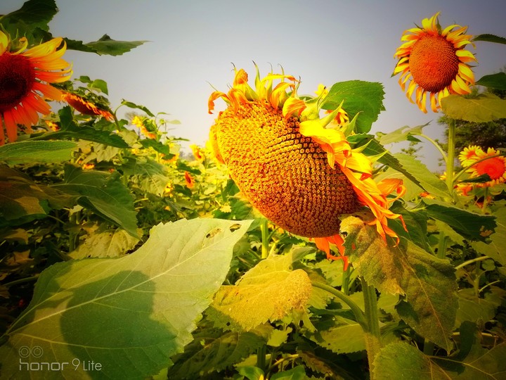 Sunflower
