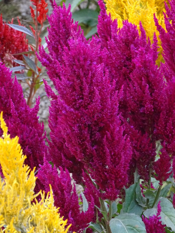 Colourful  plants