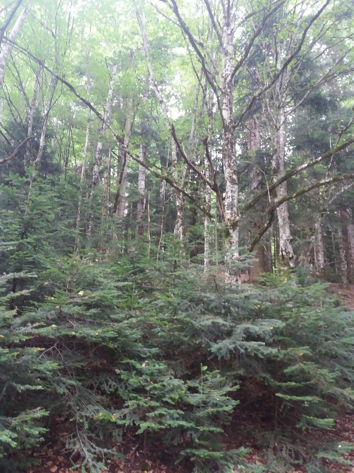 лес