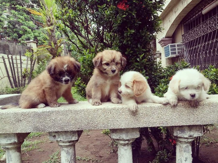 puppies