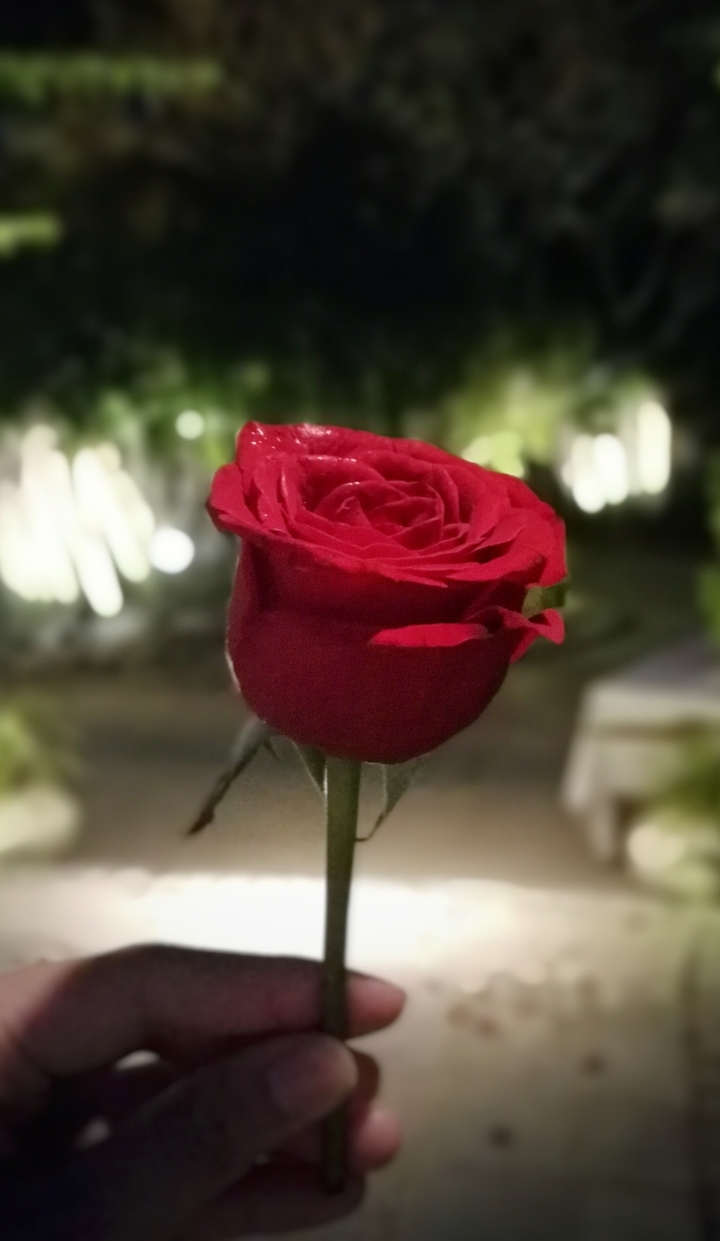 Roses