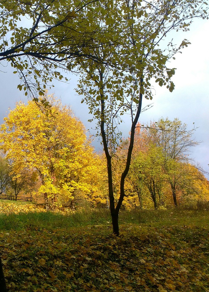 tree