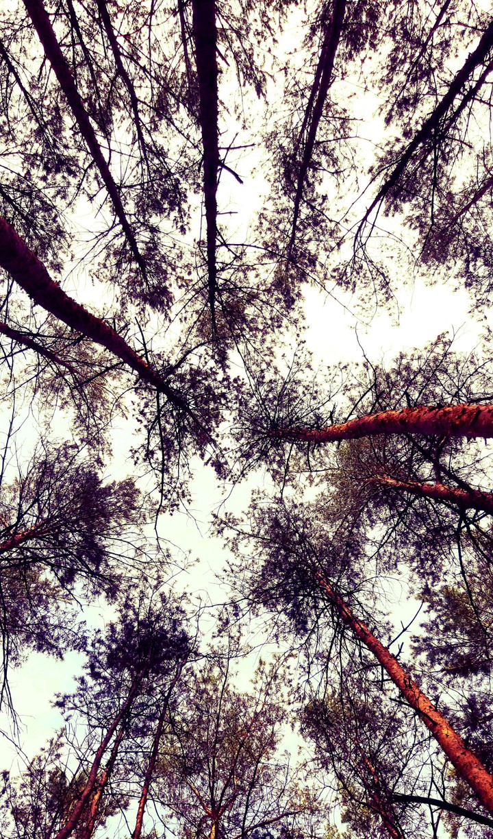 wood