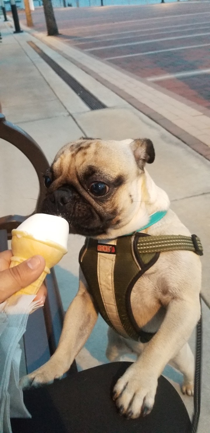 pug ice cream