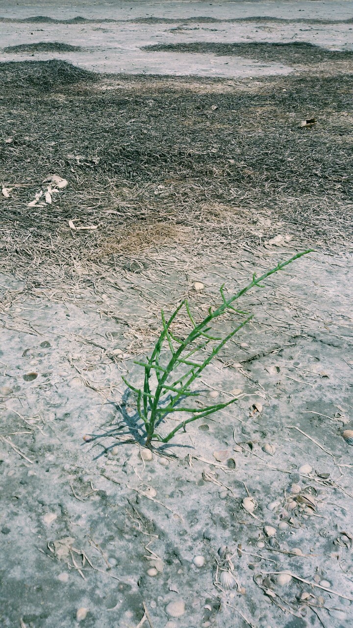 Lonely plant