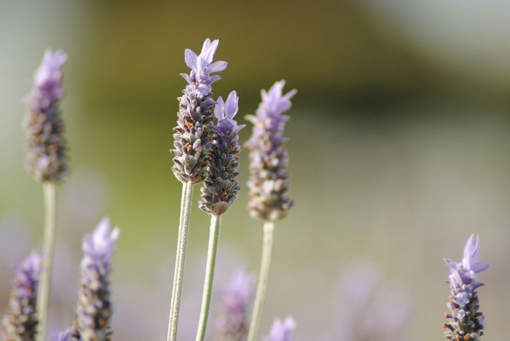 lavender