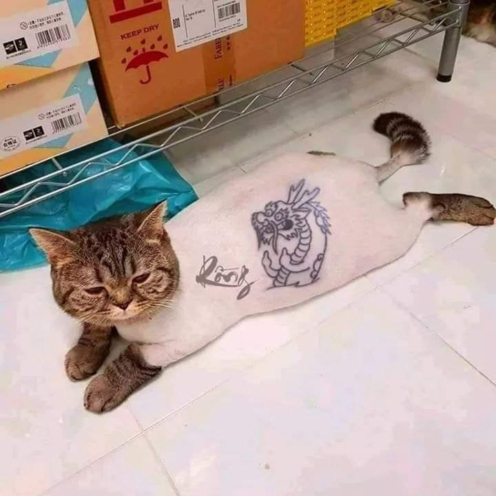 cat