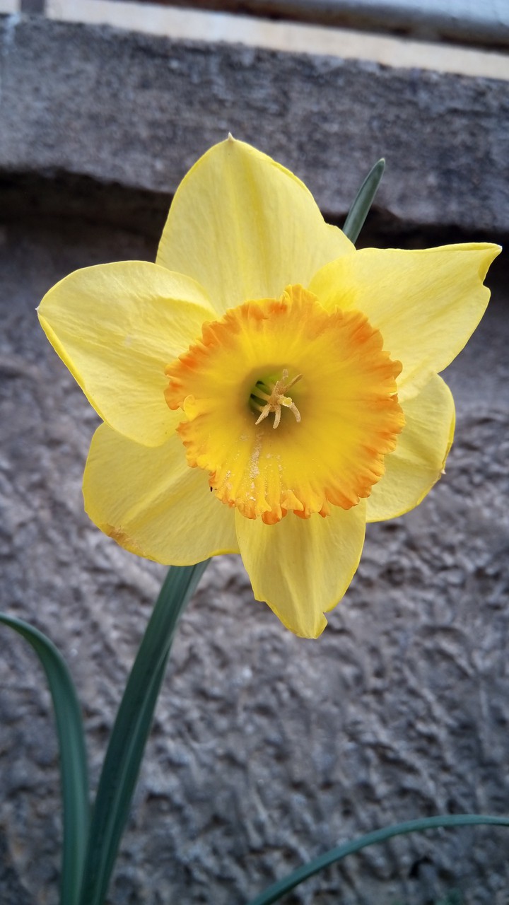 Spring flower