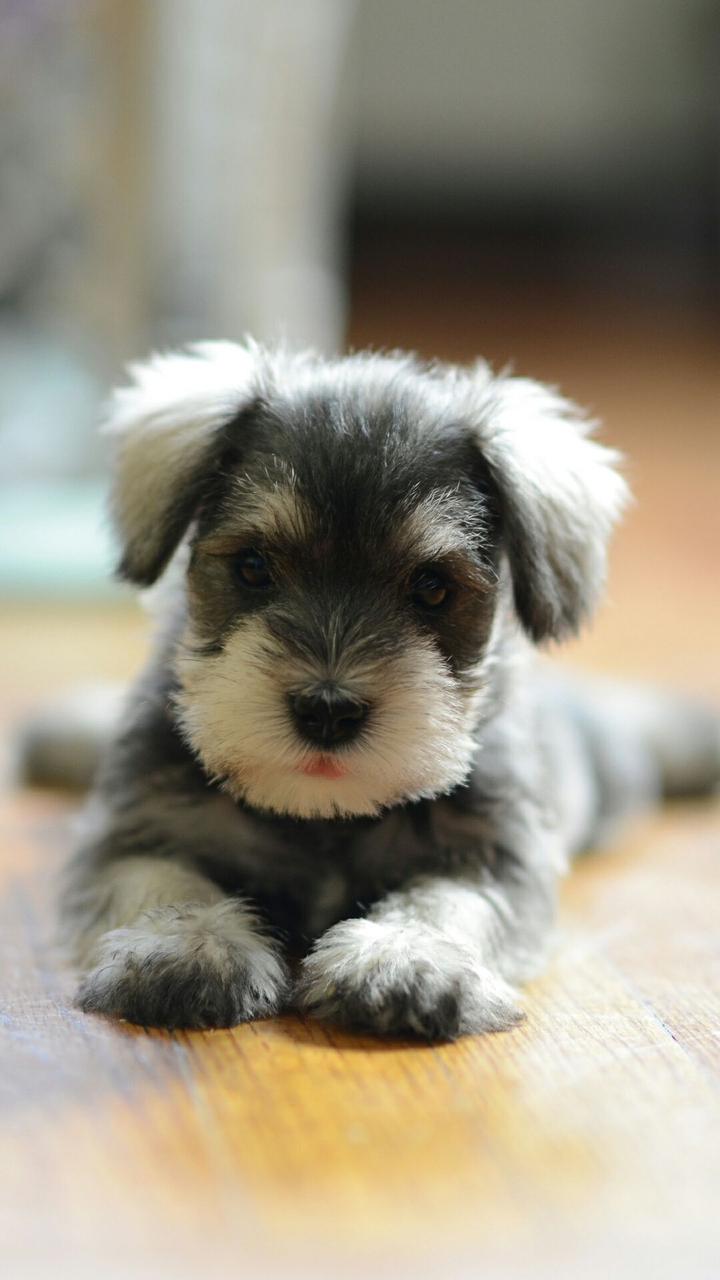 hund