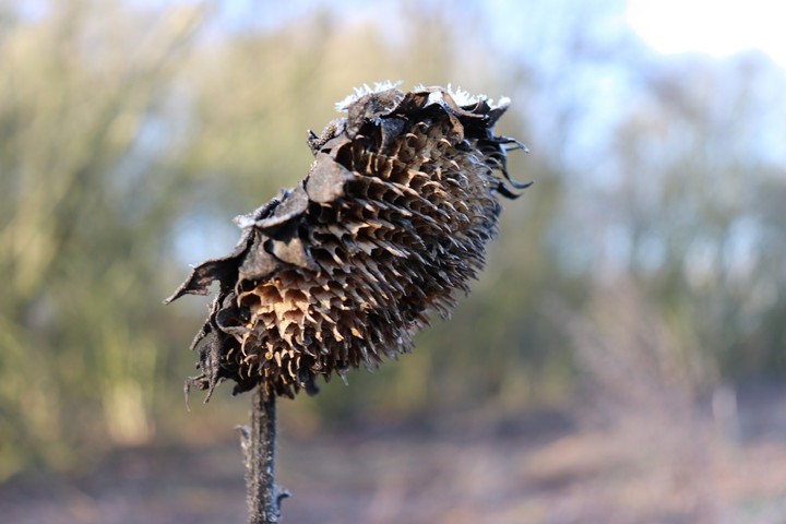winter sunflower