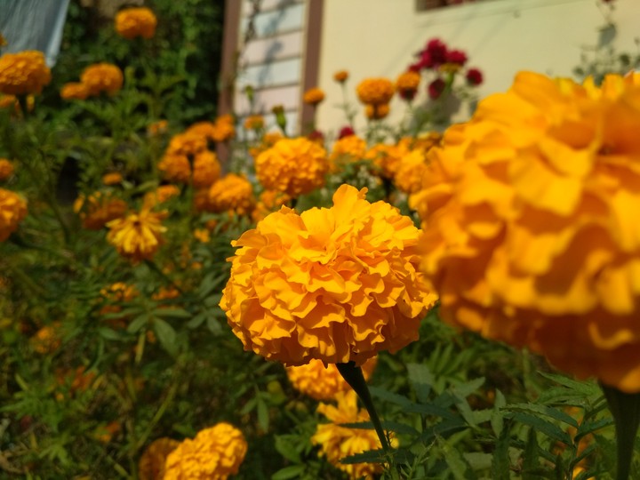 From The Garden