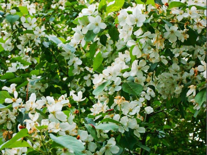 Apple tree