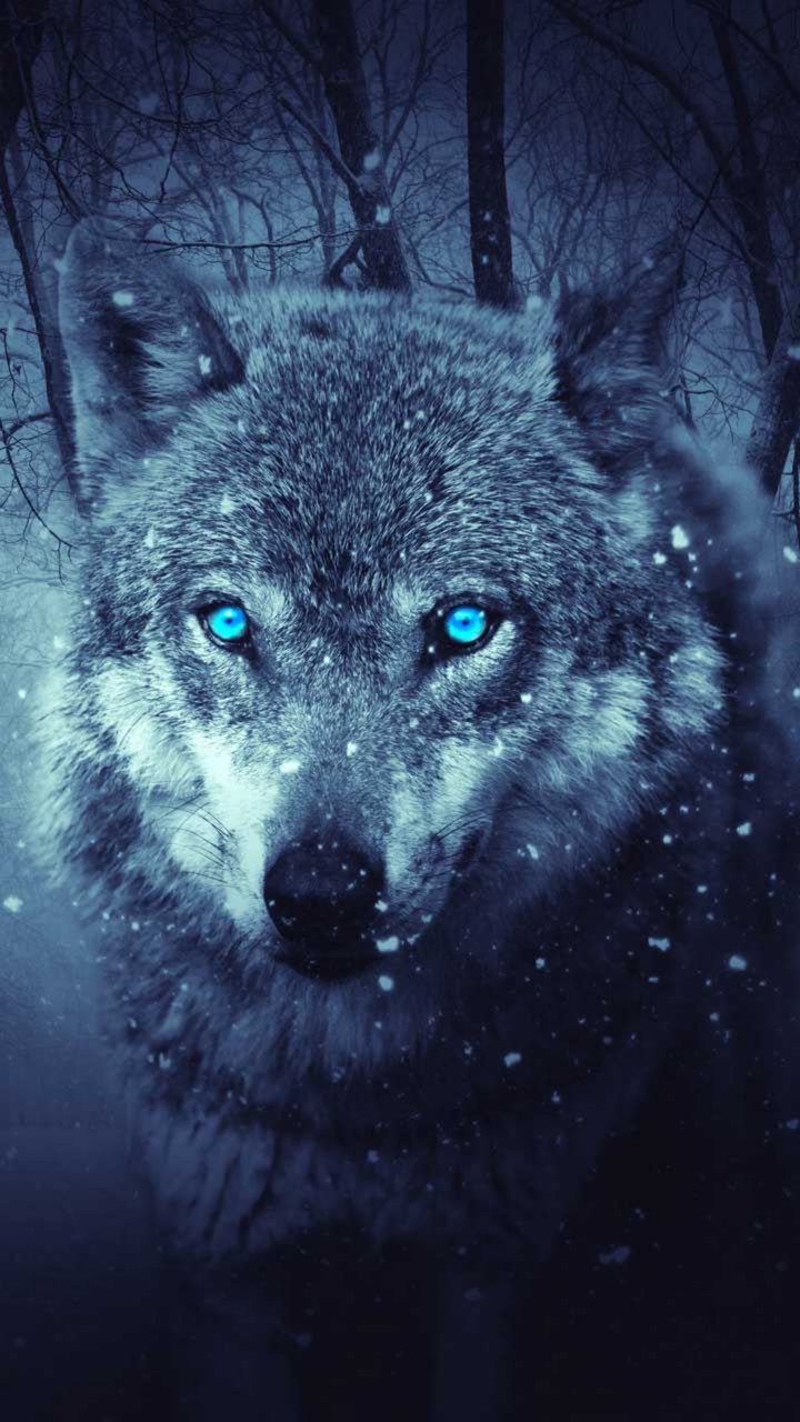 Grauer Wolf mit blauen Augen