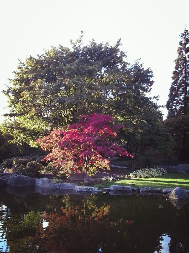 Trees
