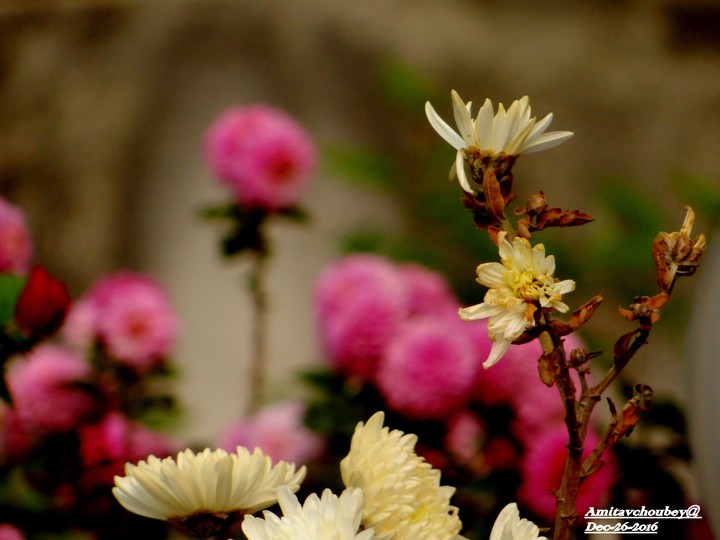 flowers...