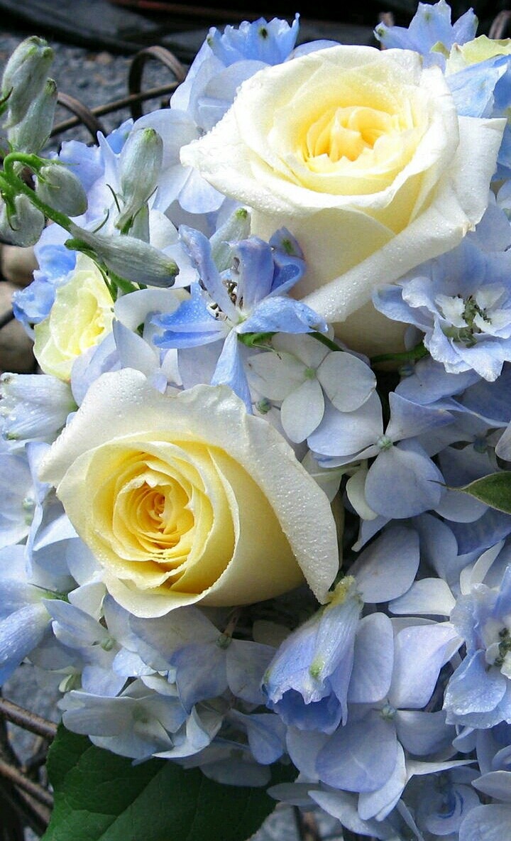 flowers AZ
