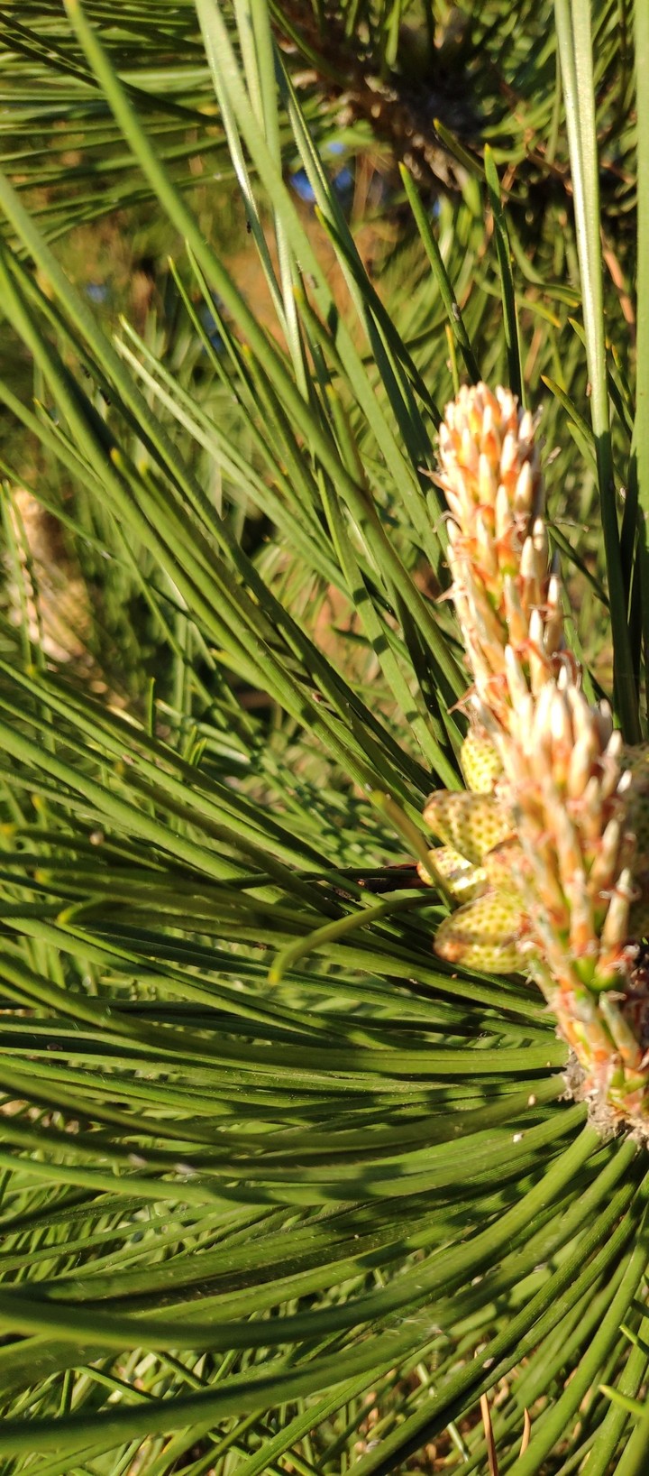 Pine