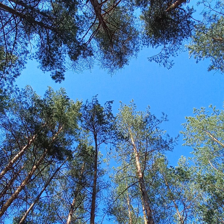 и только небо, вечное небо