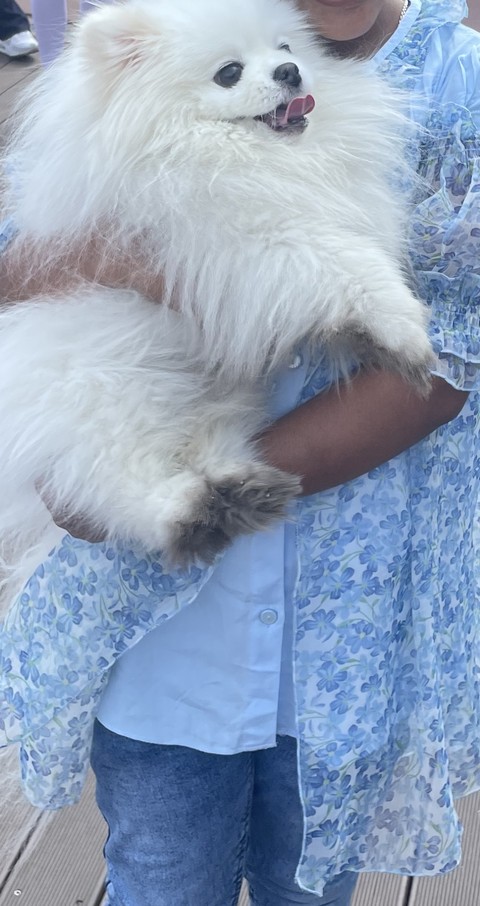 volpino, pomeranian壁紙