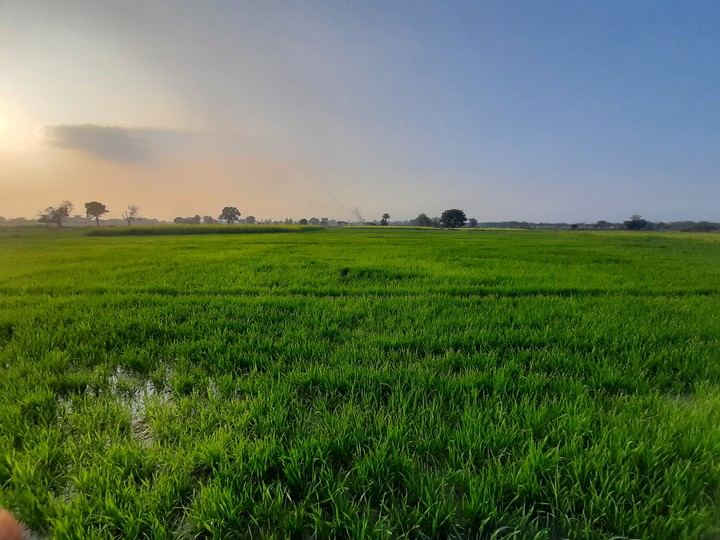Grass land
