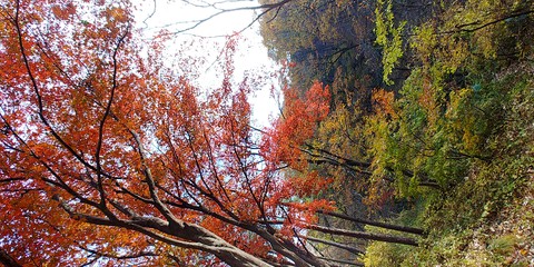 fondos de pantalla vegetation, autumn