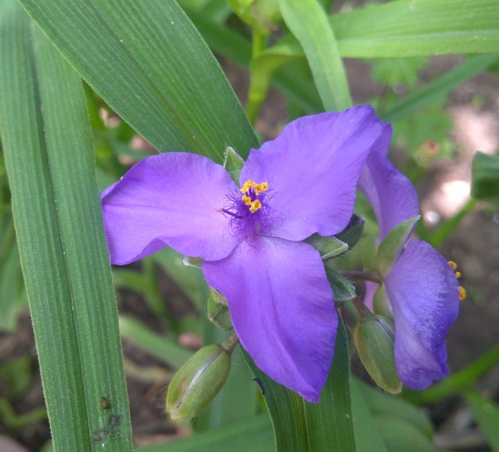 Tradescantia virginiana