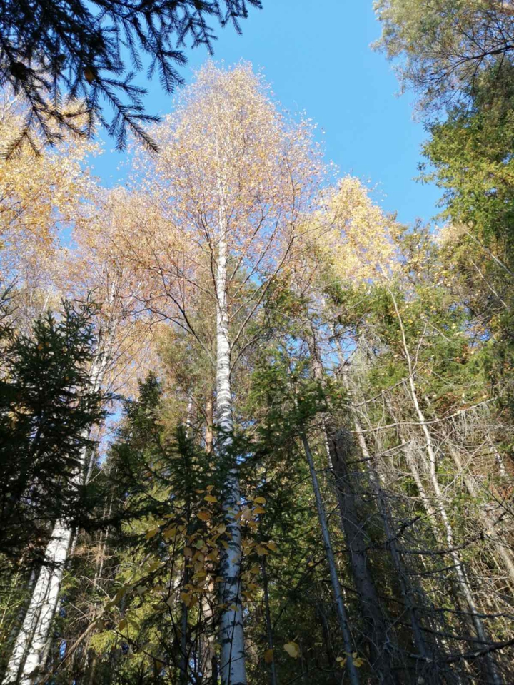 Осень
