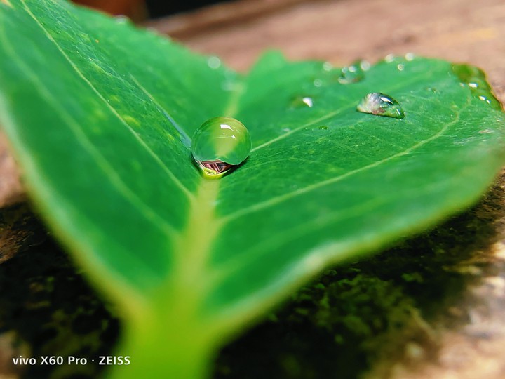 photo captured with VIVO X60 PRO.