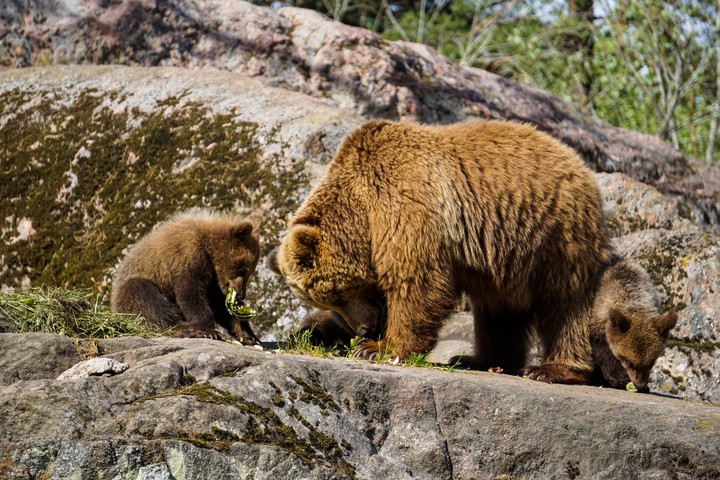 bear