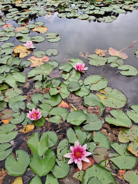шпалери green, lotus