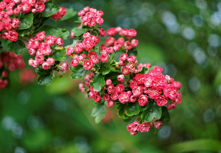 Roses