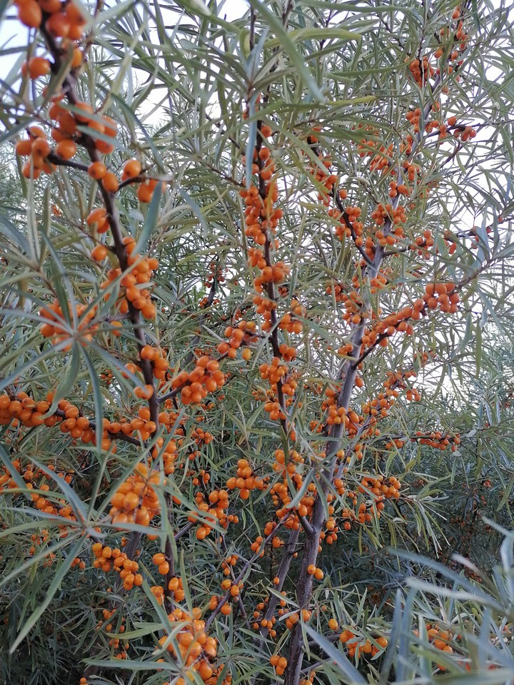 облепиха