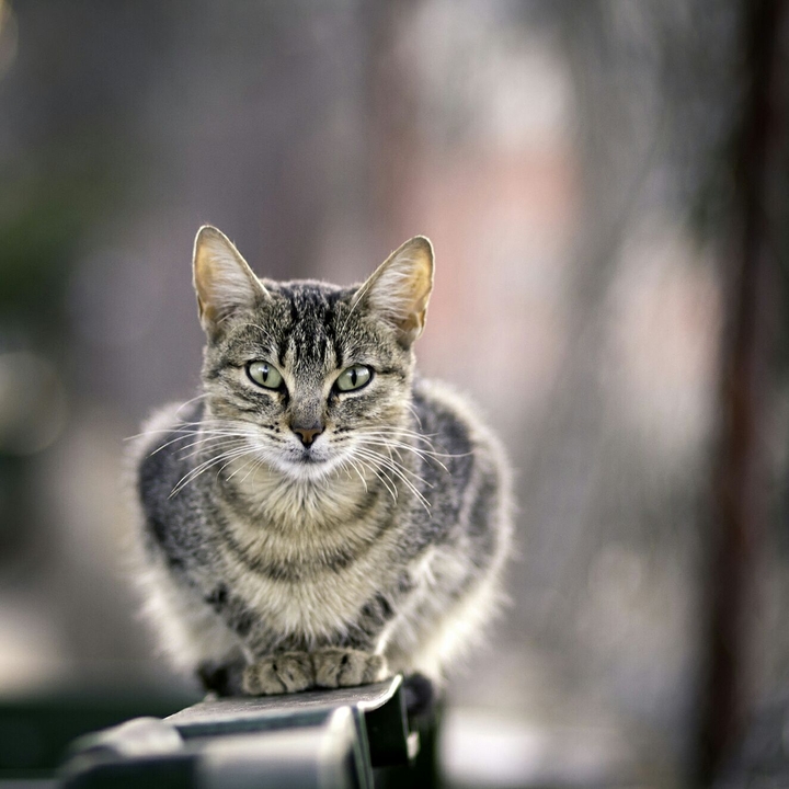 Mirada