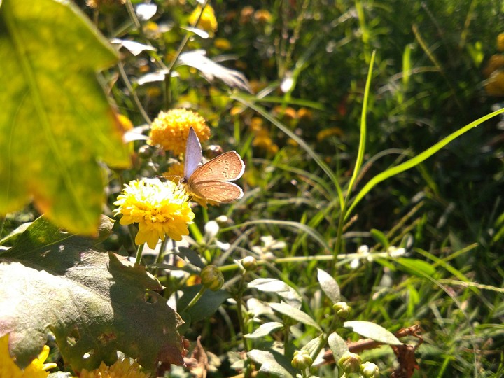 butterfly